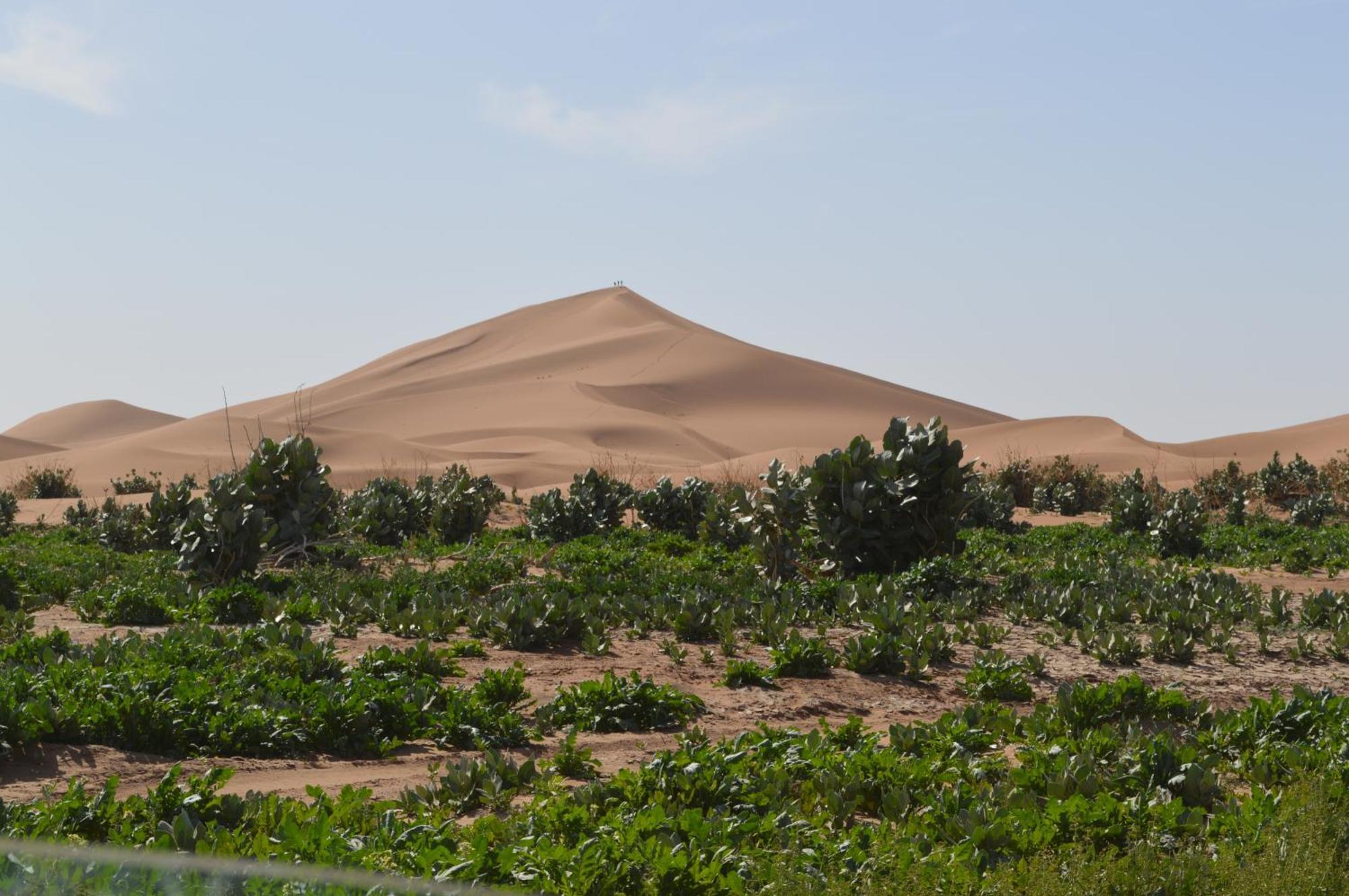 Bivouac Les Nomades & Foum Zguid To Chegaga Tours 호텔 외부 사진